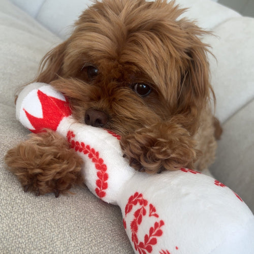 Paws Azul Tequila Dog Toy — Red
