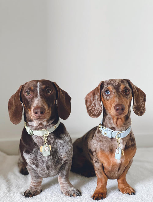 Blue & Cream Dog Collar