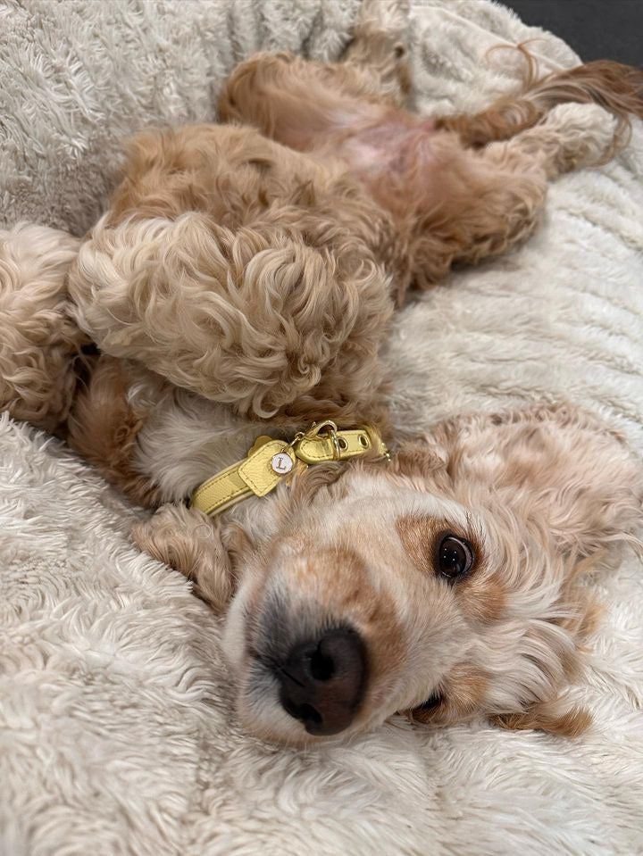 YELLOW- CREAM PET COLLAR