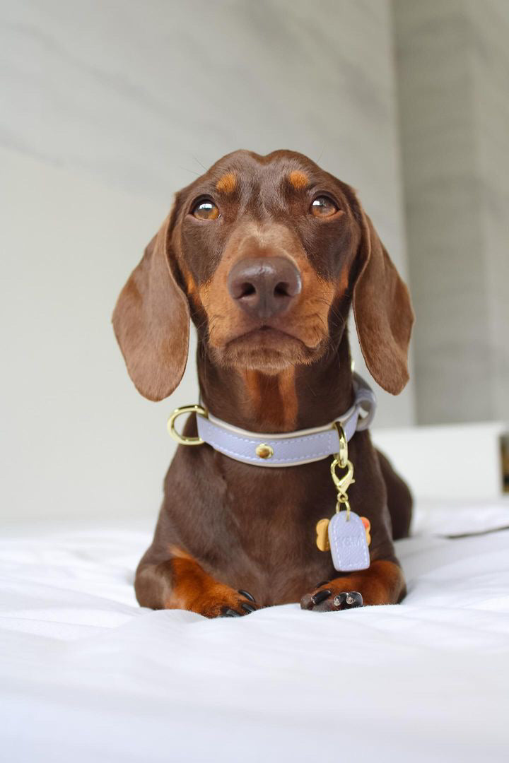 Purple & Cream Dog Collar