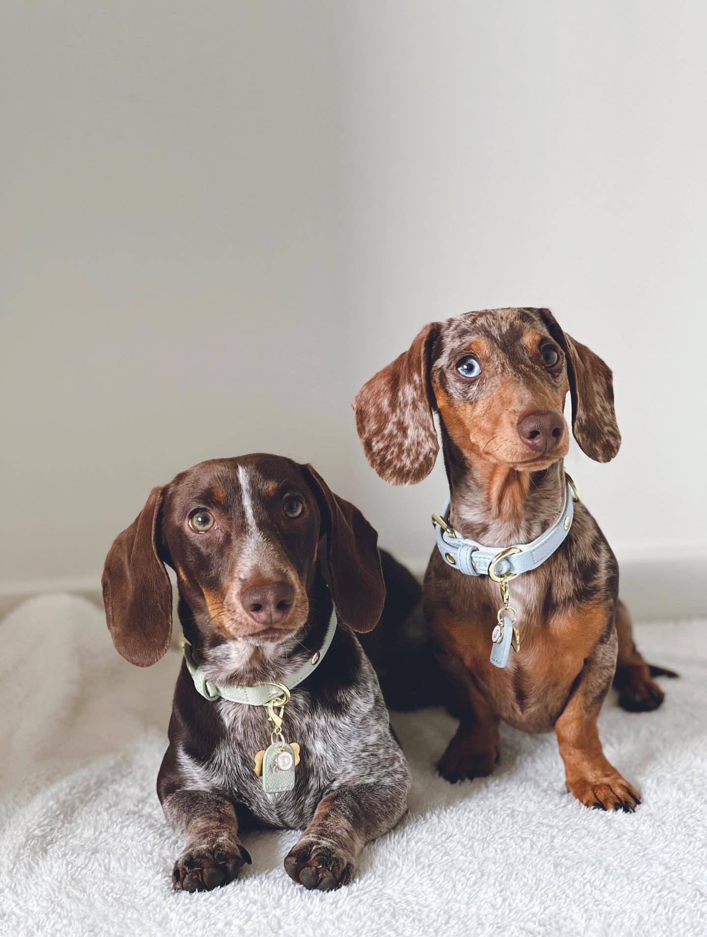Green & Cream Dog Collar