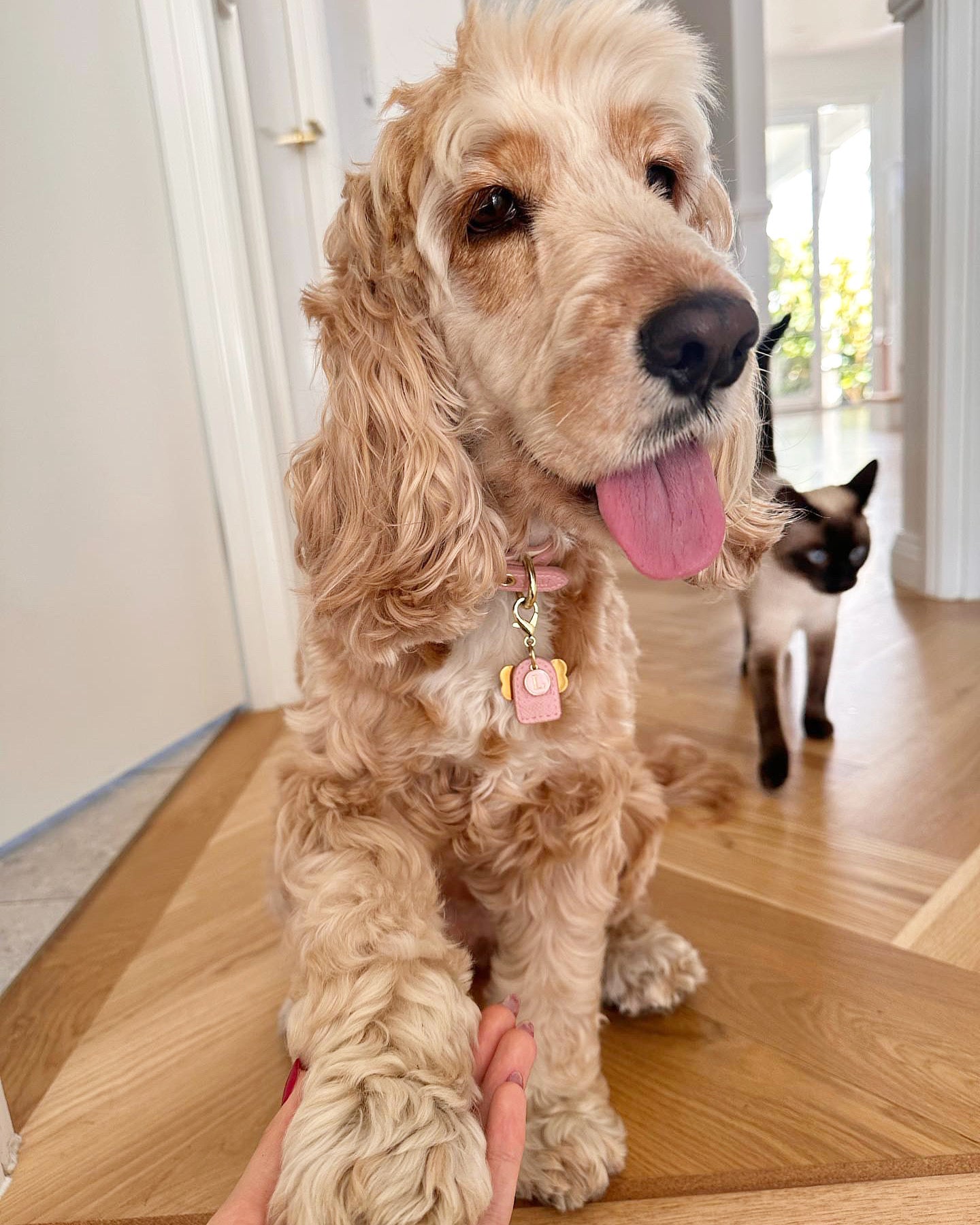 PINK- CREAM PET COLLAR