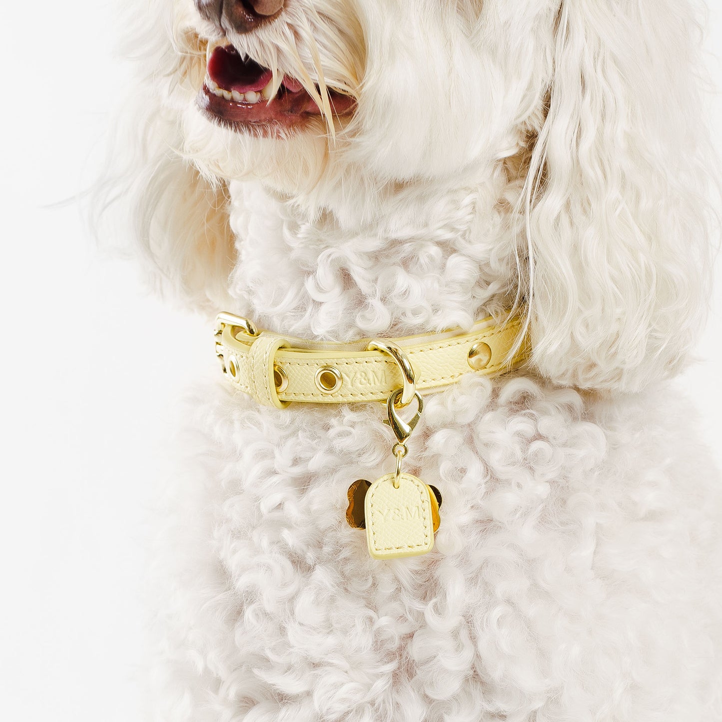 YELLOW- CREAM PET COLLAR