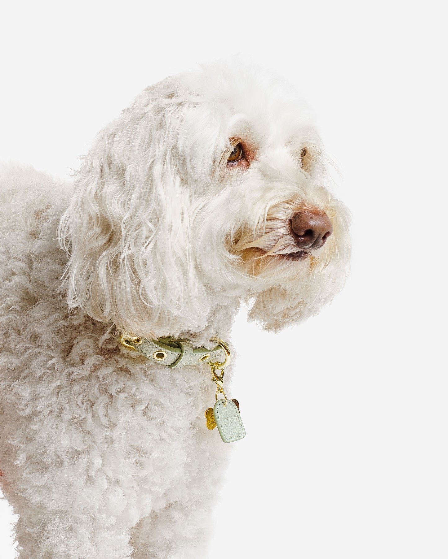 GREEN- CREAM PET COLLAR