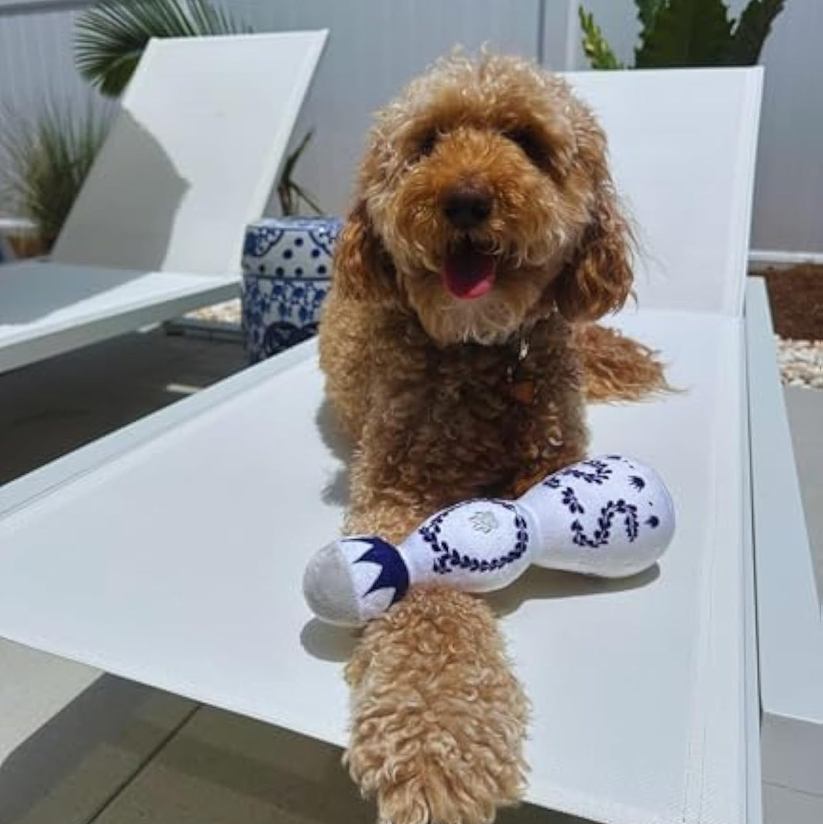 Paws Azul Tequila Hundespielzeug — Blau