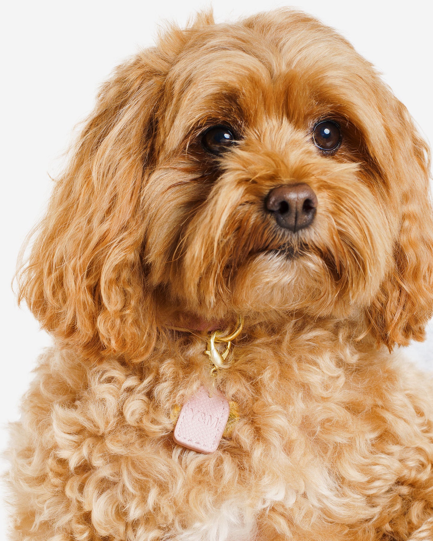 PINK- CREAM PET COLLAR